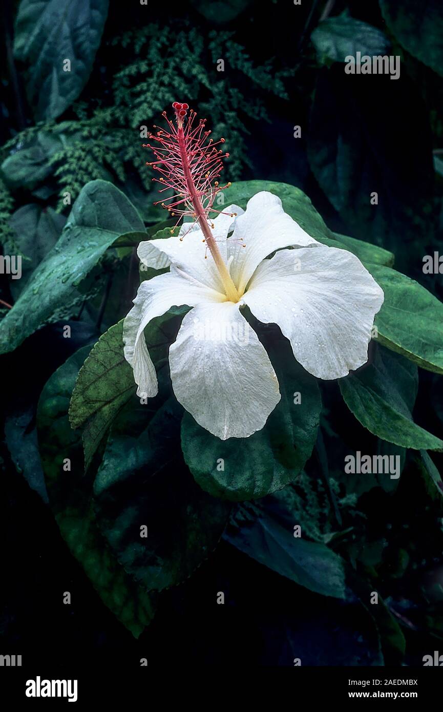 Hibiscus waimeae is a large shrub or small tree and is evergreen. It produces solitary white flowers in late spring to late summer and is frost tender Stock Photo