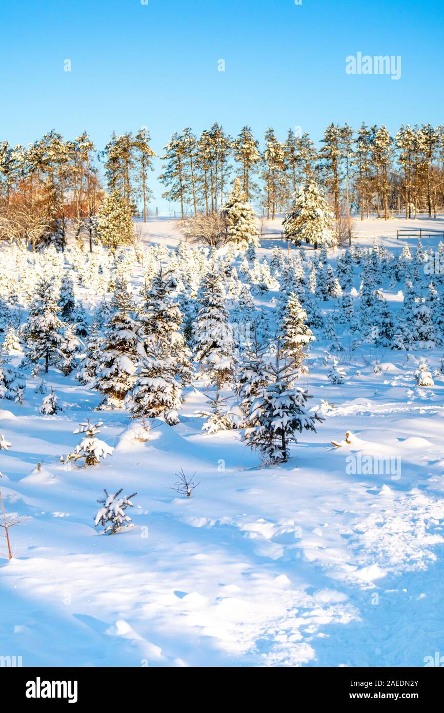December christmas tree farm hires stock photography and images Alamy