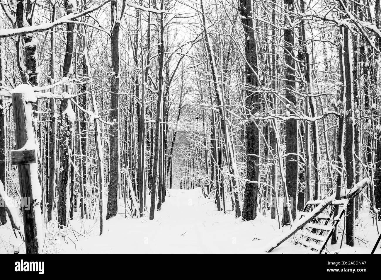 Hardwood forest in Wisconsin after a snowstorm in December black and white Stock Photo