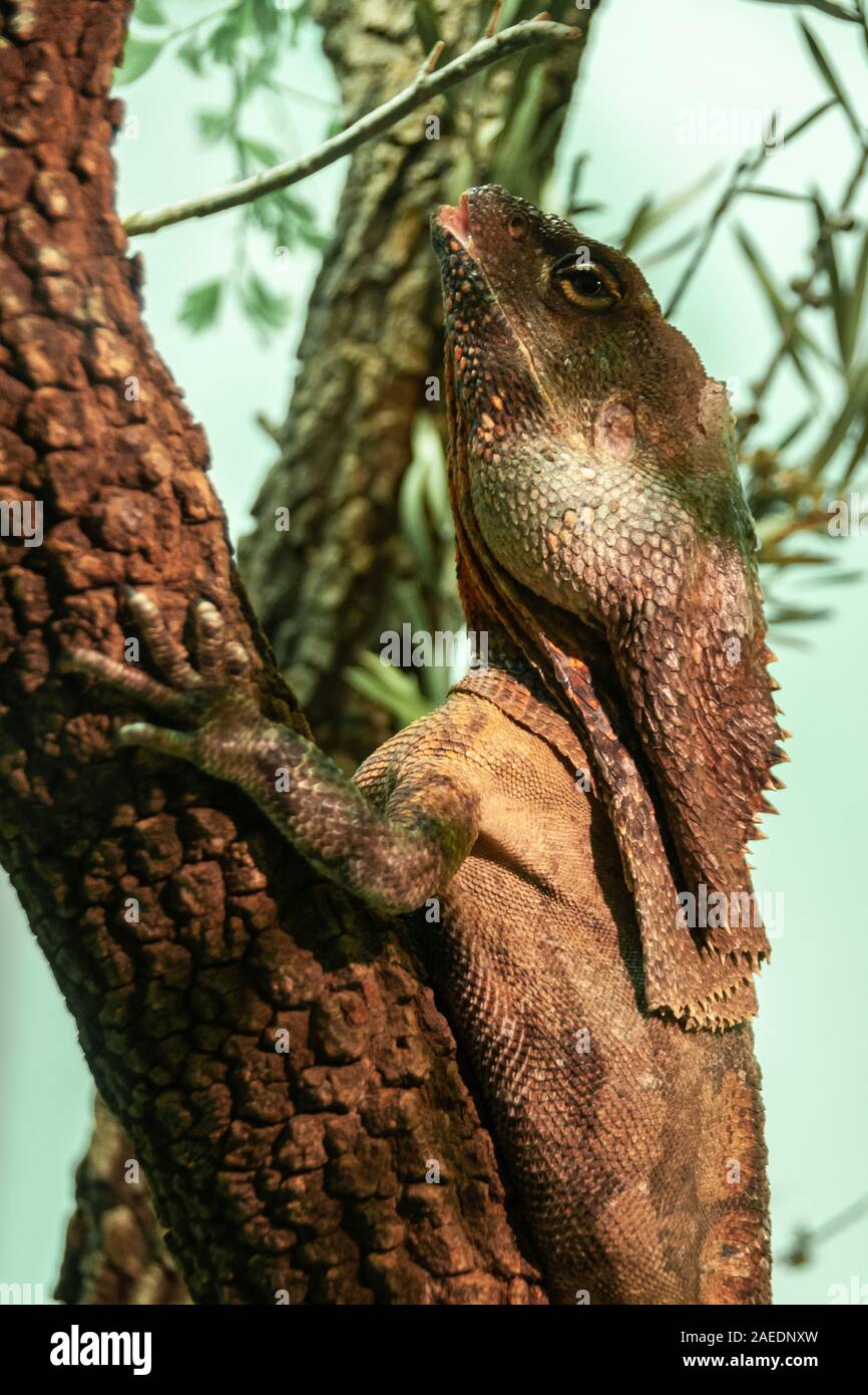 Melbourne, Australia - November 15, 2009: Head and shoulders closeup of brown with red spots Frilled Lizard sitting on brown trunk of tree with faded Stock Photo
