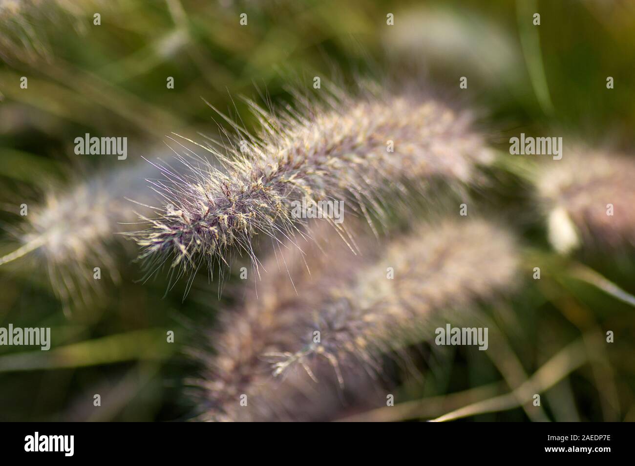 Purple fountaingrass hi-res stock photography and images - Alamy