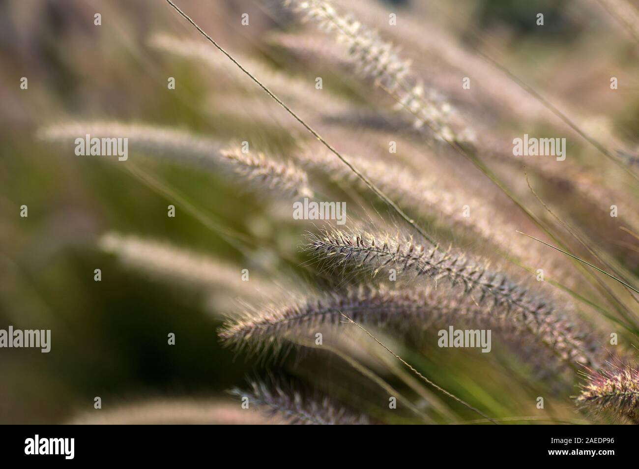 Fountain Grass Ornamental Plant in Garden with soft focus background Stock Photo