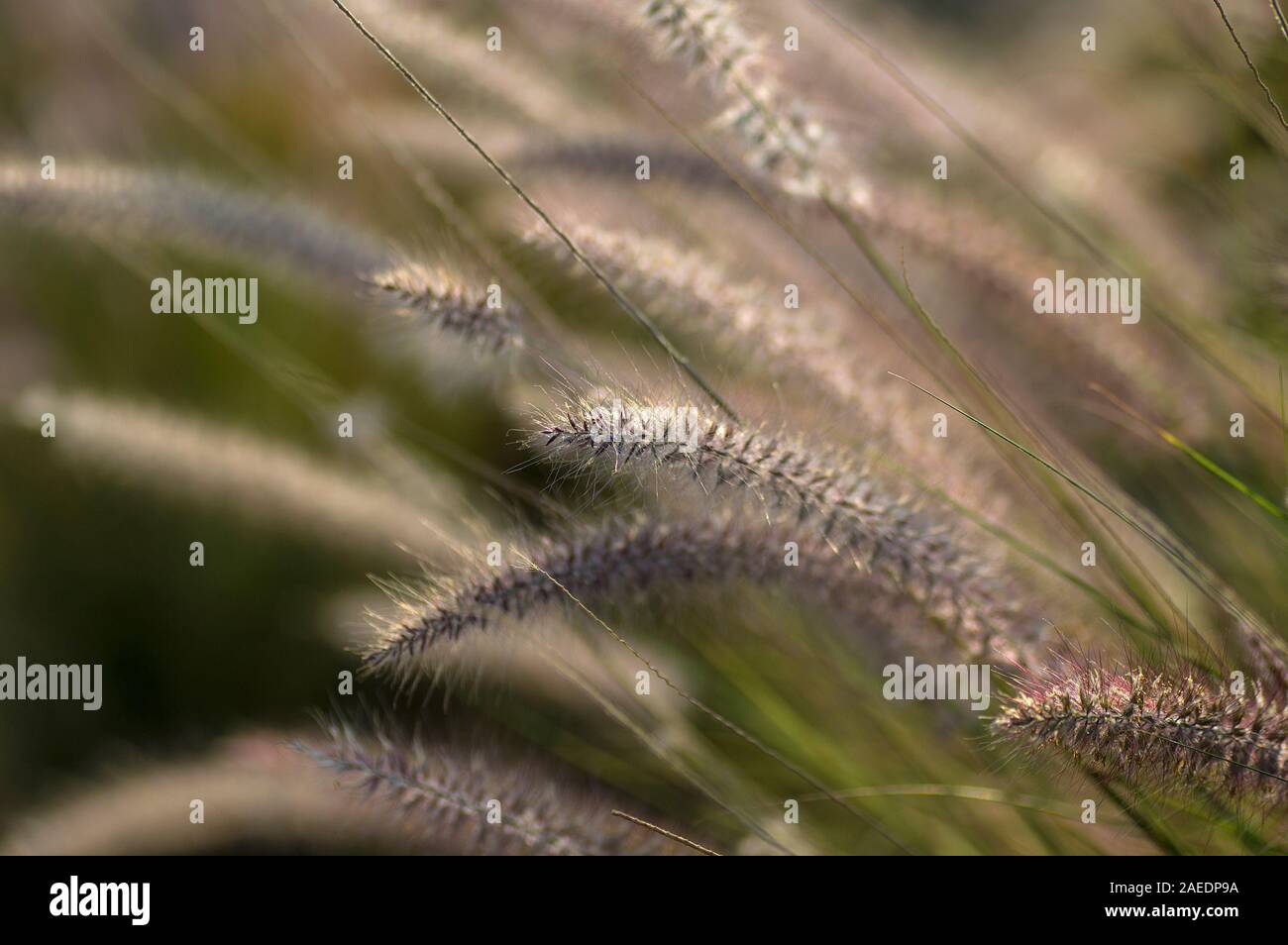Fountain Grass Ornamental Plant in Garden with soft focus background Stock Photo
