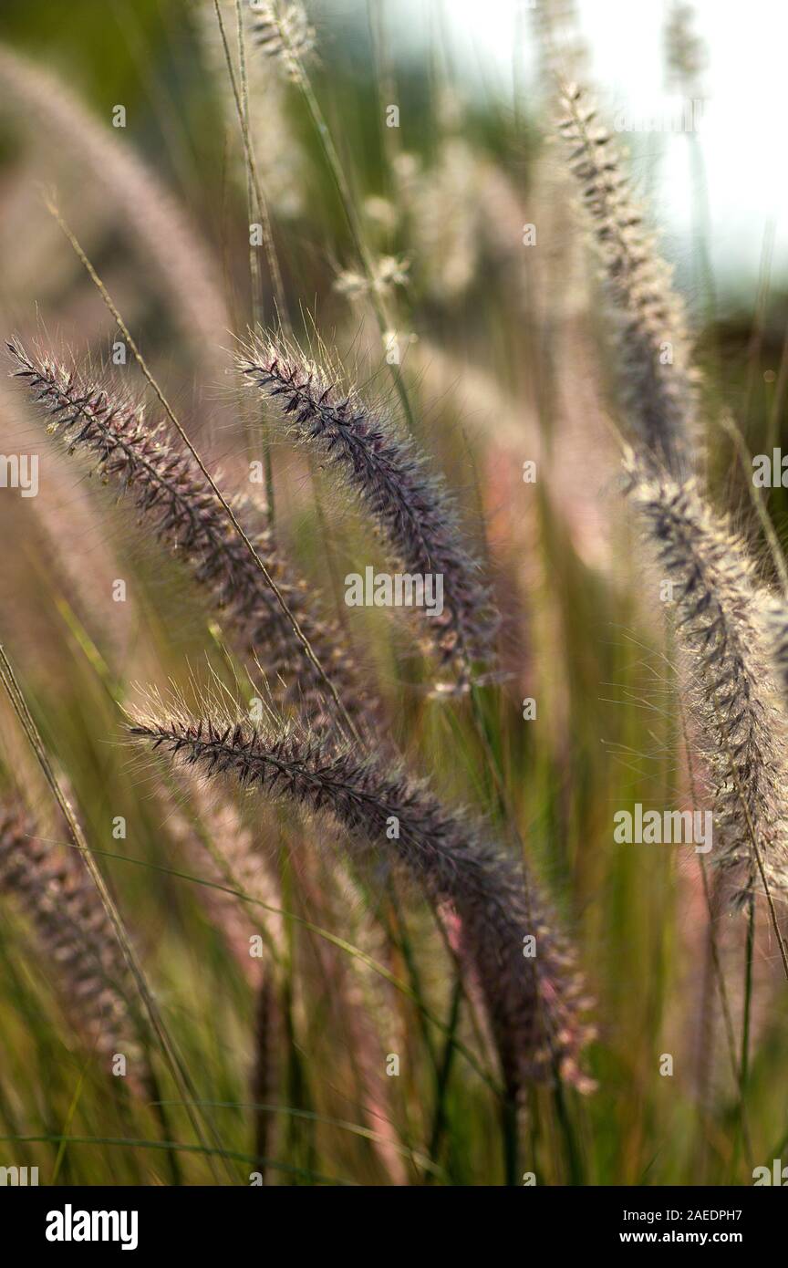Ornamental purple fountain grass hi-res stock photography and images ...