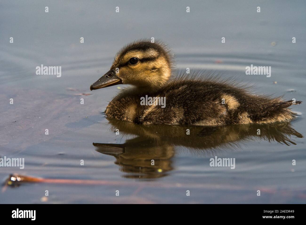 Gadwall (Anas strepera), young chick swimming in pond, Hortobágy, Hortobágy National Park, Hungary Stock Photo