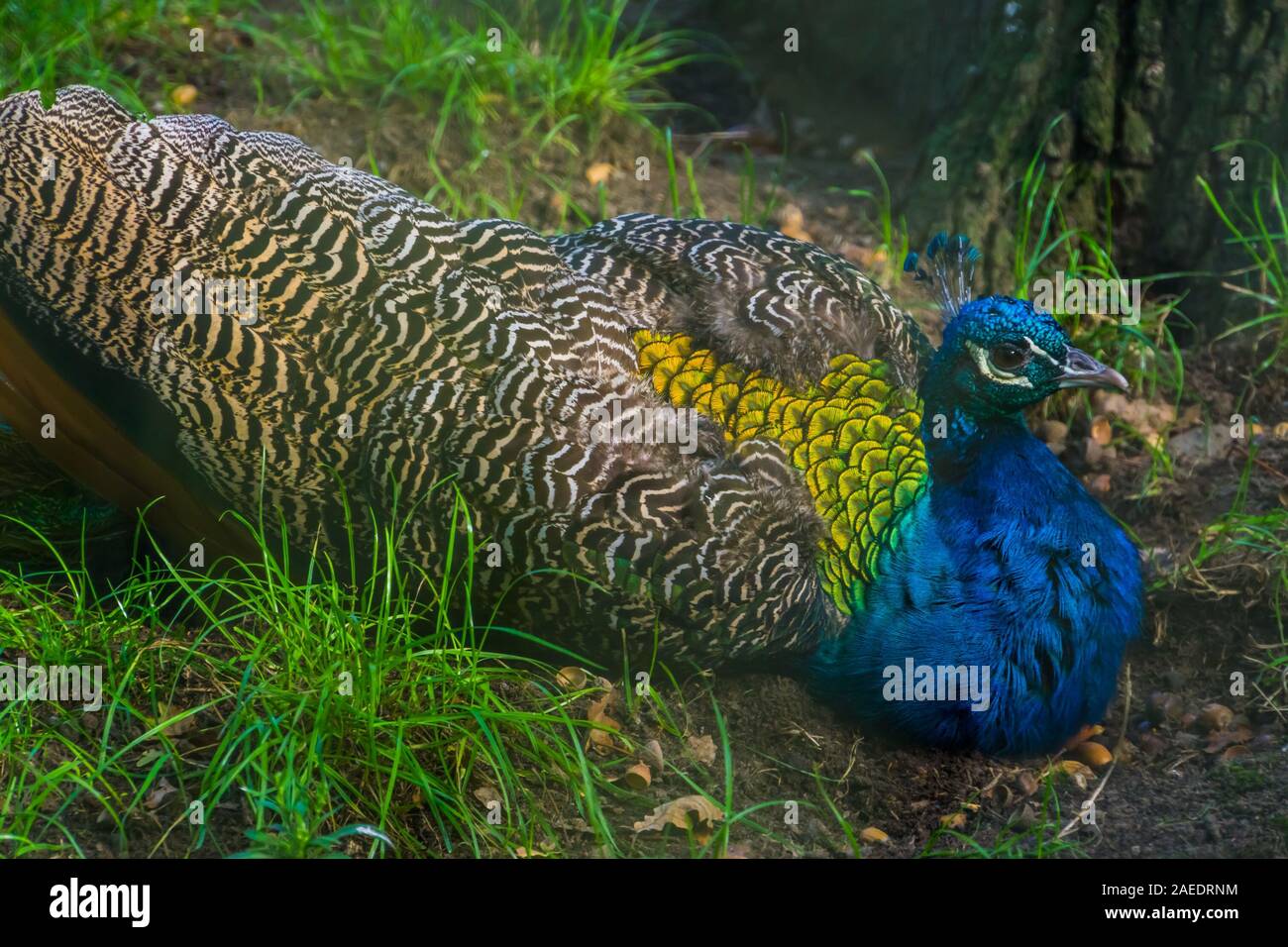 closeup portrait of a blue Indian peafowl, Colorful ornamental peacock, Tropical bird specie from Asia Stock Photo