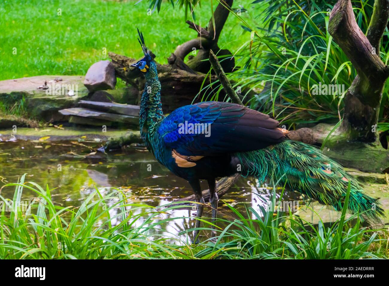 green java peacock standing at the water side, Beautiful colorful bird from Java in indonesia, tropical endangered animal specie Stock Photo