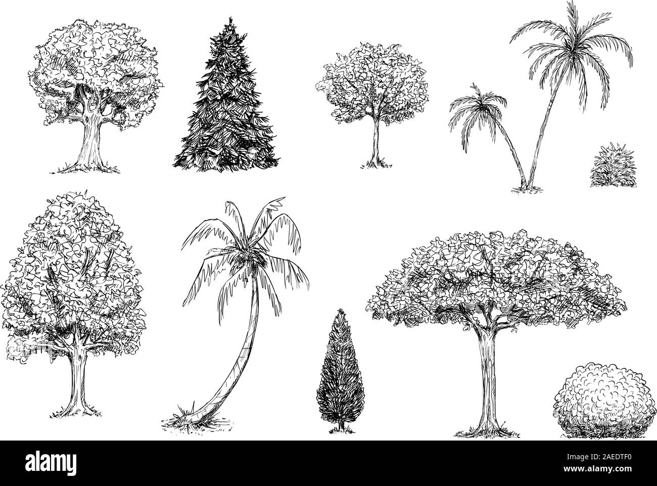 Vector hand drawn black and white illustration of set of trees,palm trees and bushes. Images of plants and nature. Stock Vector
