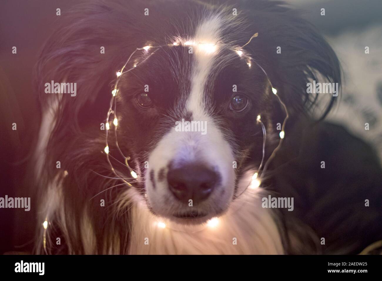 Dog is lying on the sofa with christmas lightings on his head. He is decorating a Christmas tree. It is winter time. The breed is border collie. Stock Photo