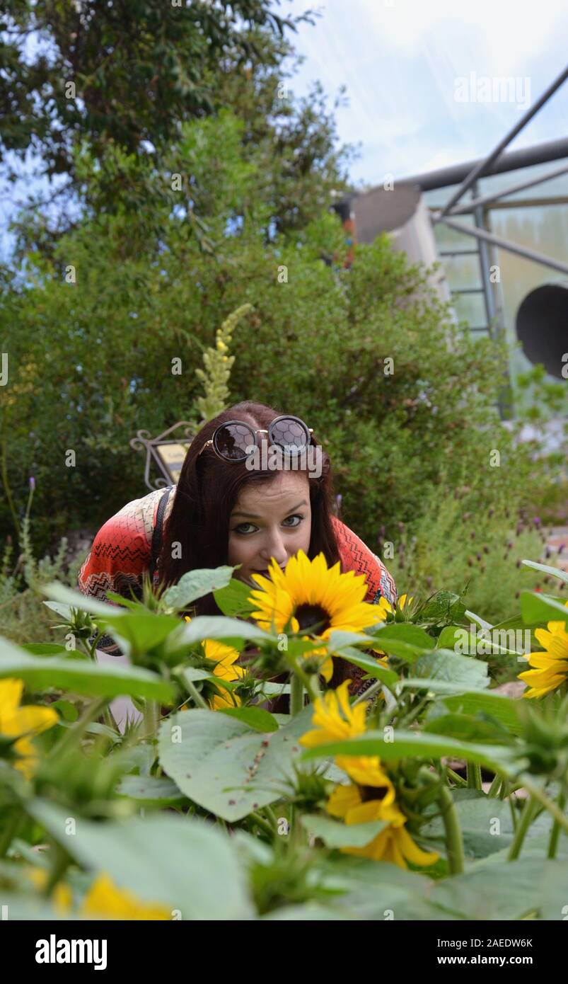 Brunette, long haired young lady with sunglasses on her head, bending over and smelling a sunflower, while looking up at camera. Other sunflowers (hel Stock Photo