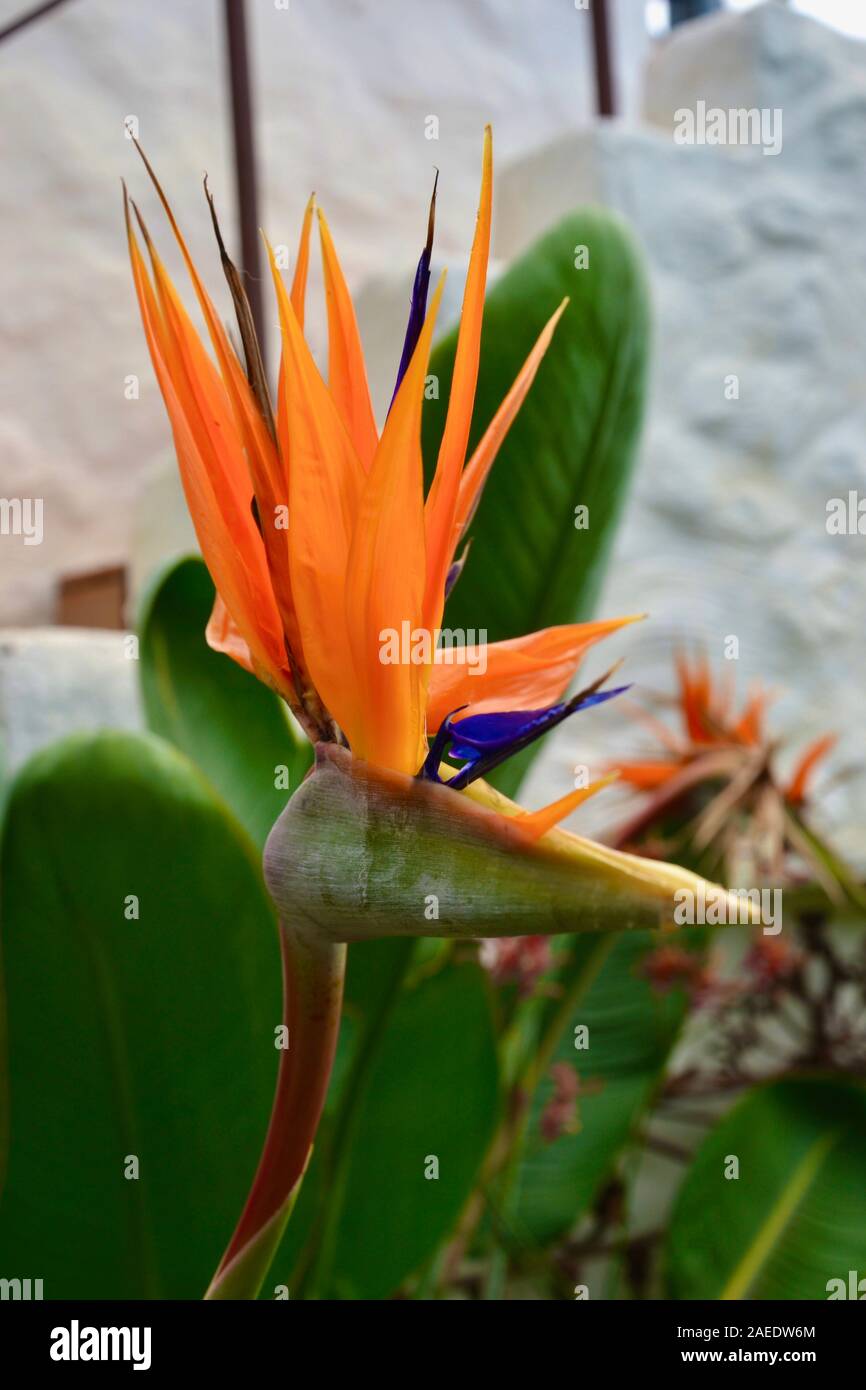 Bird Of Paradise flower (Strelitzia): bizarre bright orange spiky petals sticking above the stem, with blue notes. Stock Photo