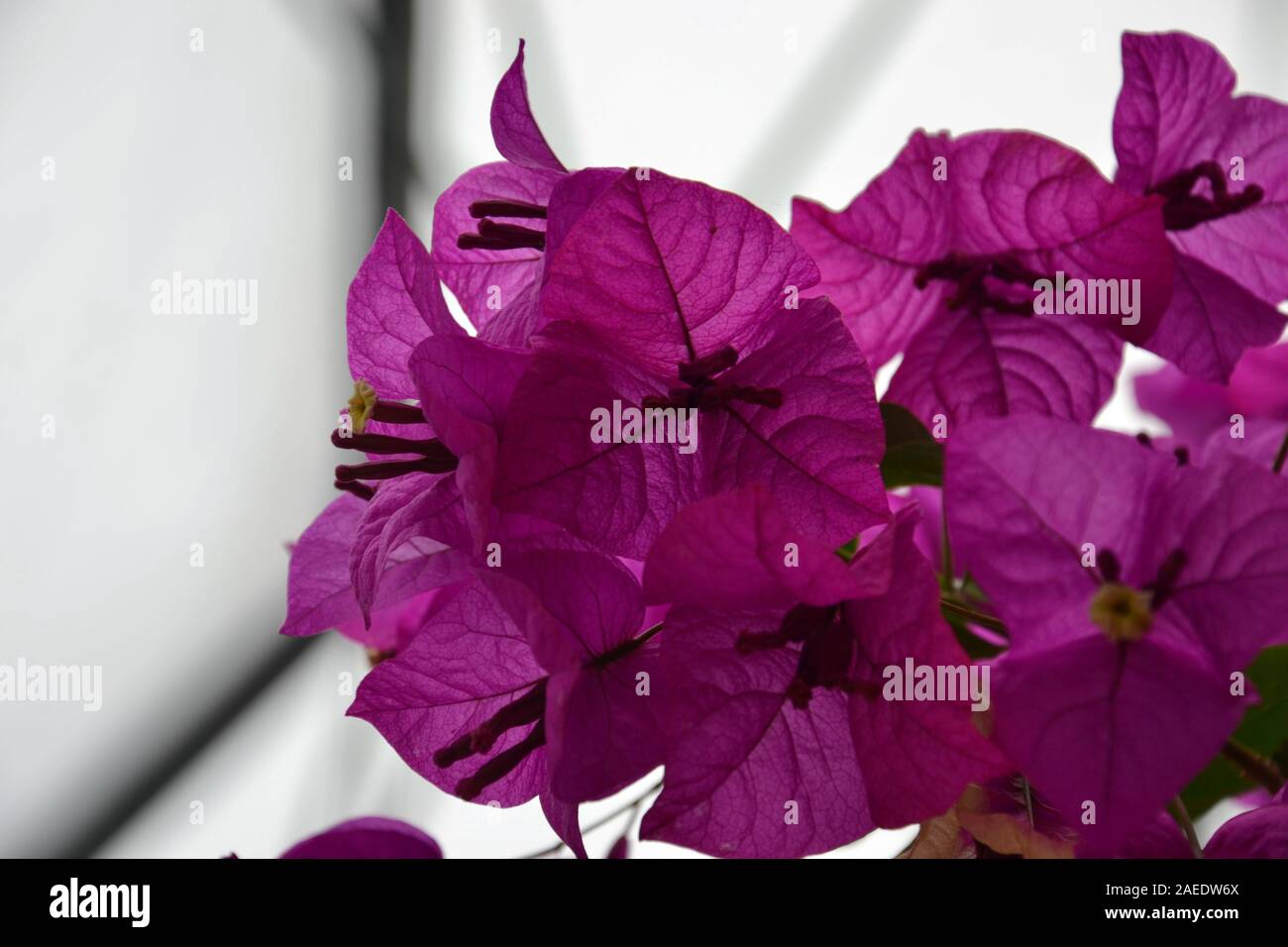 Detail of backlit purple flowers: thin leaf-like petals and dark purple stamens. Stock Photo