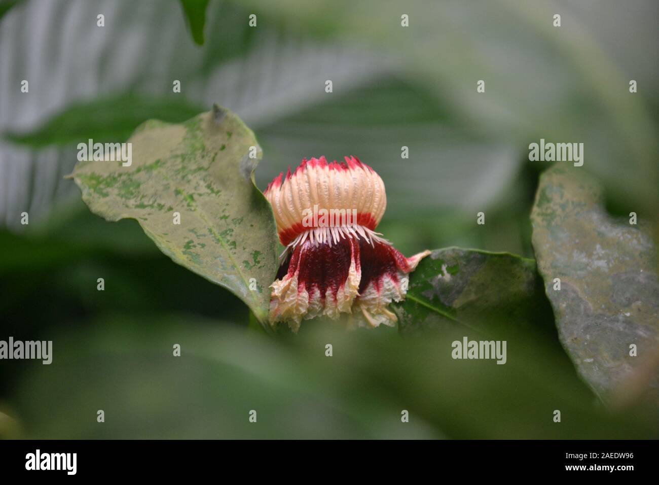Strange compact, small flower nestled in thick, rough jungle leaves. Squat shape wiht a crown, drooping lower petals and small frondy ones. Dark red, Stock Photo