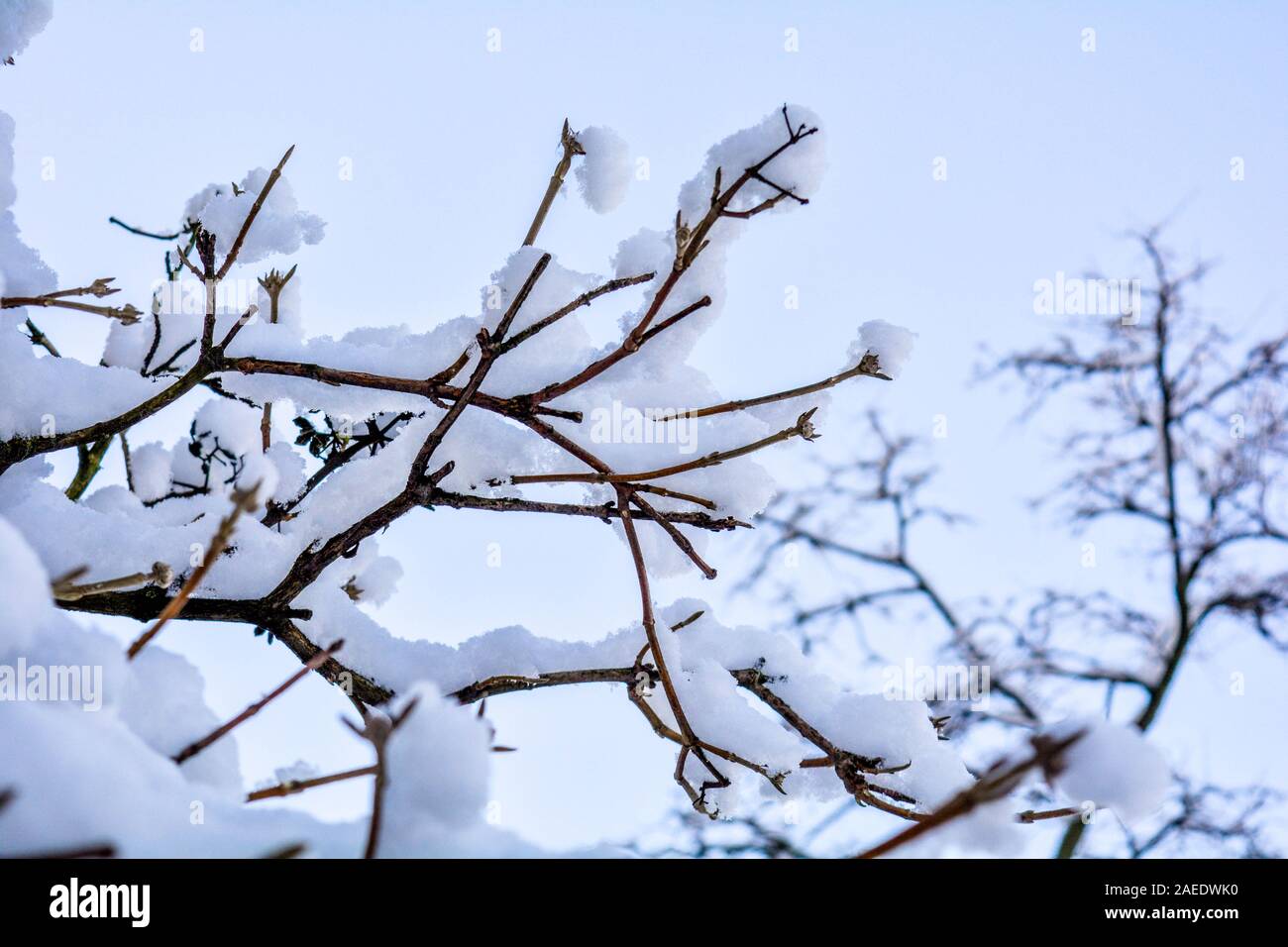 Tree branches covered with snow on blue sky background. Snow covered ...