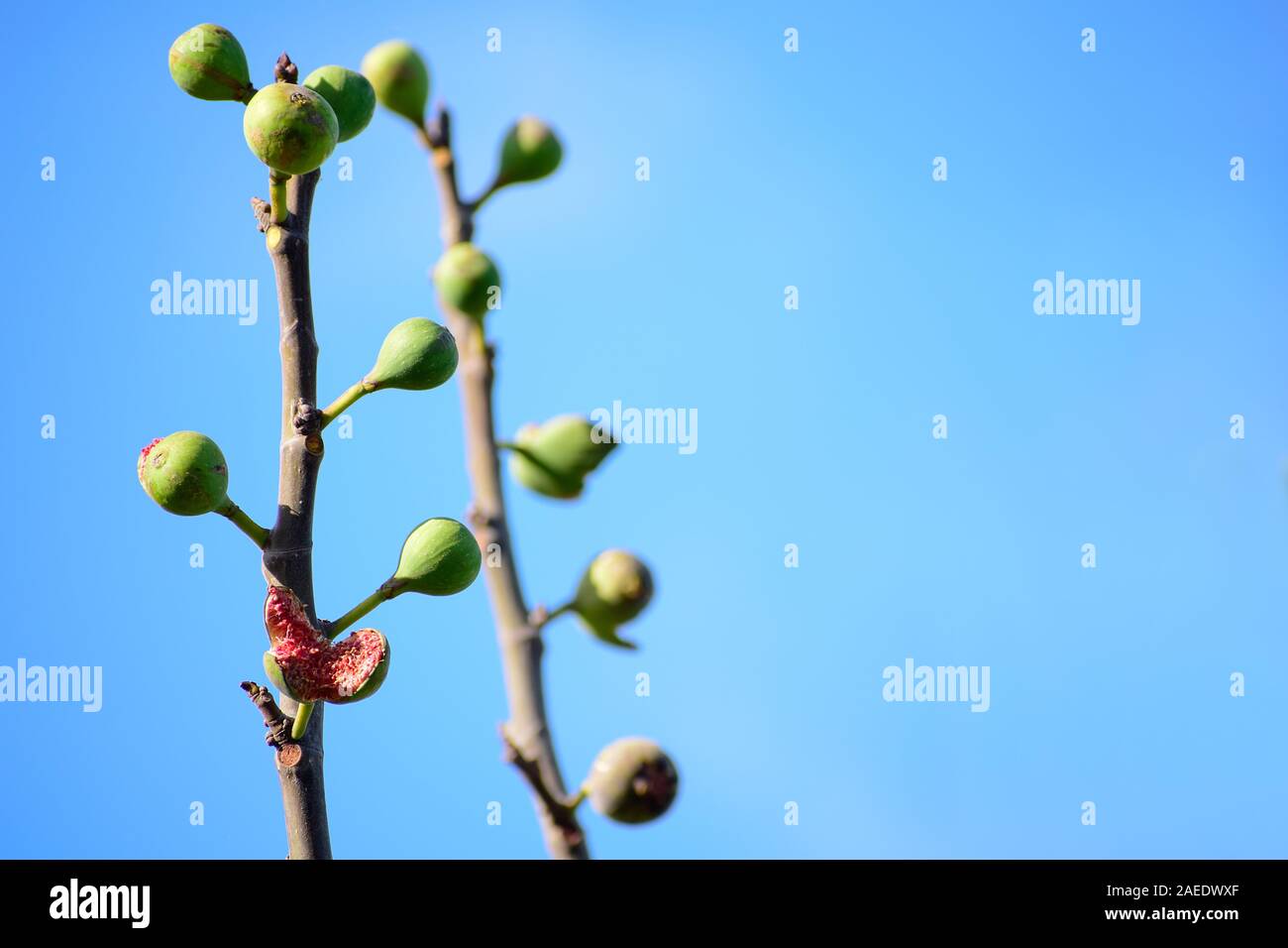 Fig tree and open sky hi-res stock photography and images - Alamy