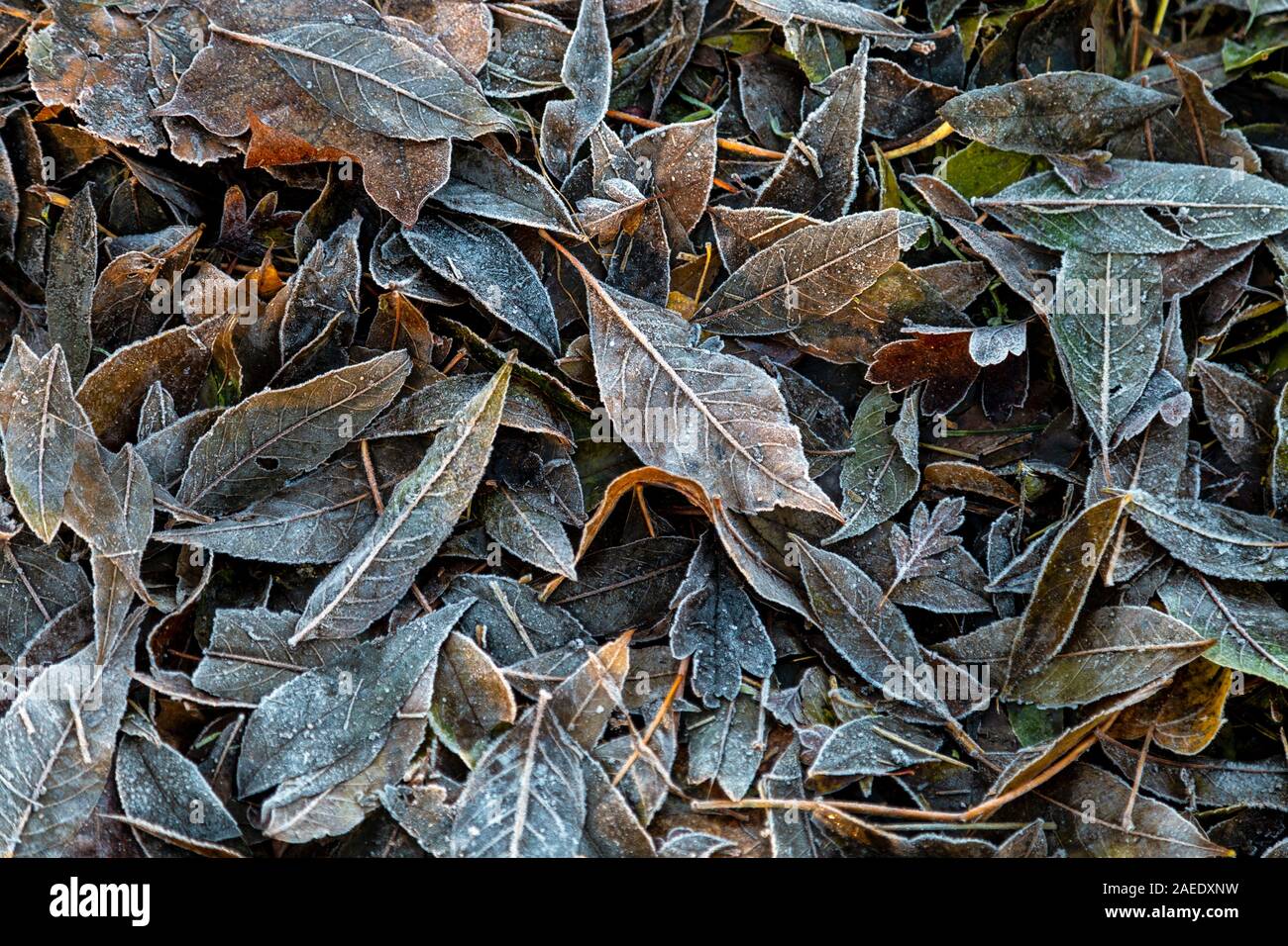 Frosty leaves on the ground as autumn changes to winter in London, UK Stock Photo