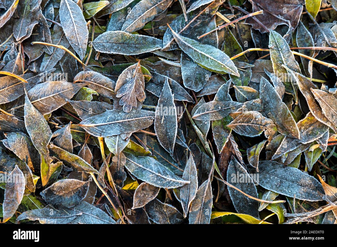 Frosty leaves on the ground as autumn changes to winter in London, UK Stock Photo