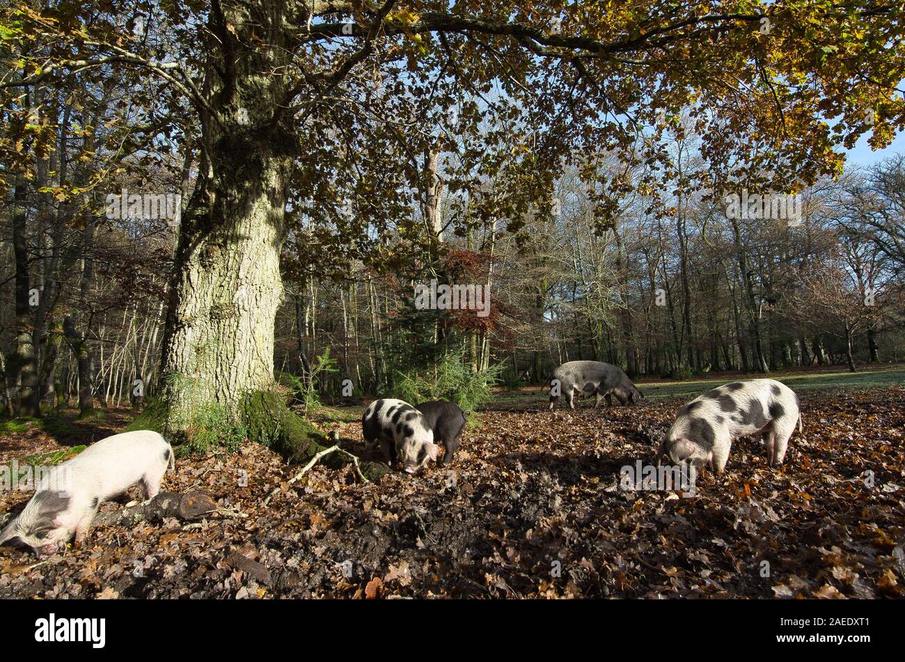 Pigs roaming and eating acorns in the new Forest under a oak in