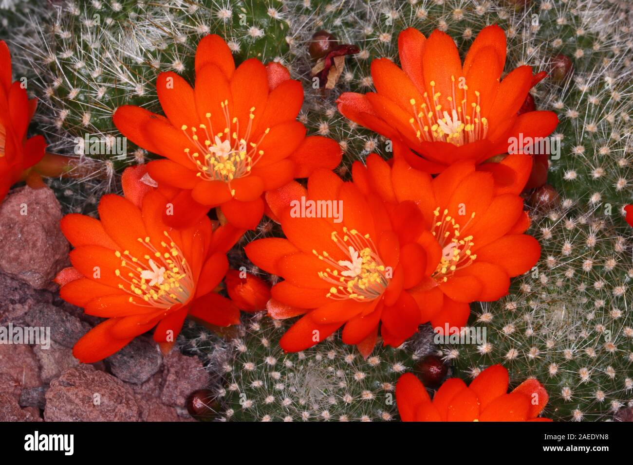 Rebutia minuscula is a species of cactus from northern Argentina. Flowers are red, up to 4 cm (1.6 in) long. Stock Photo