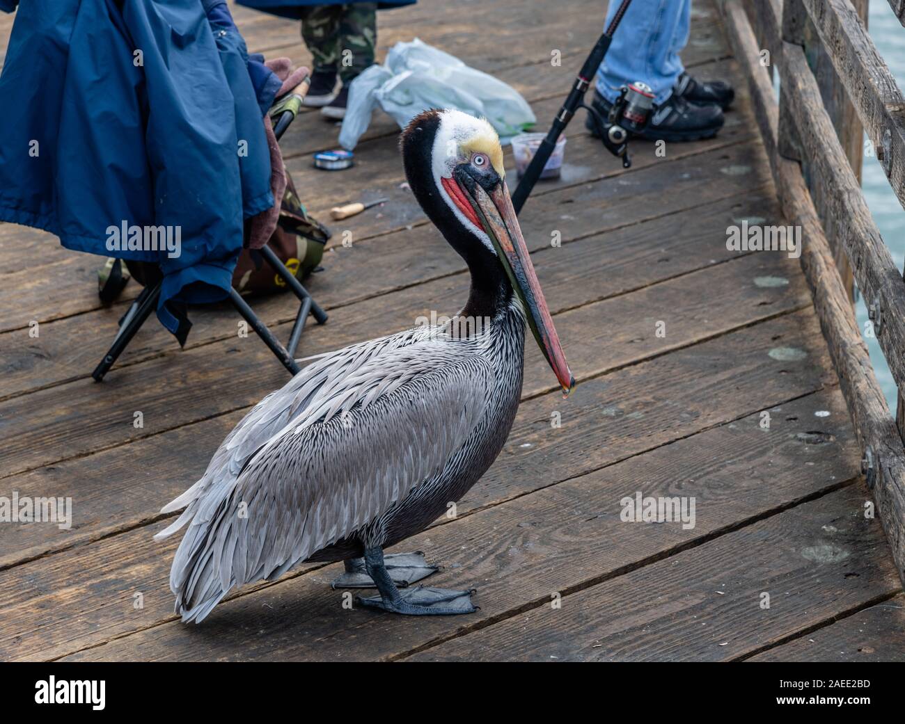 Closeup of an adult Pacific brown pelican in Oceanside, Southern California, trying to steal the catch from people fishing from the pier Stock Photo