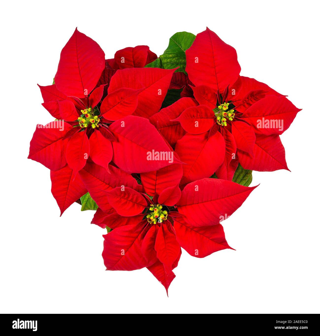 Red Poinsettia, Christmas Star flower (Euphorbia pulcherrima), top view. Isolated on white 