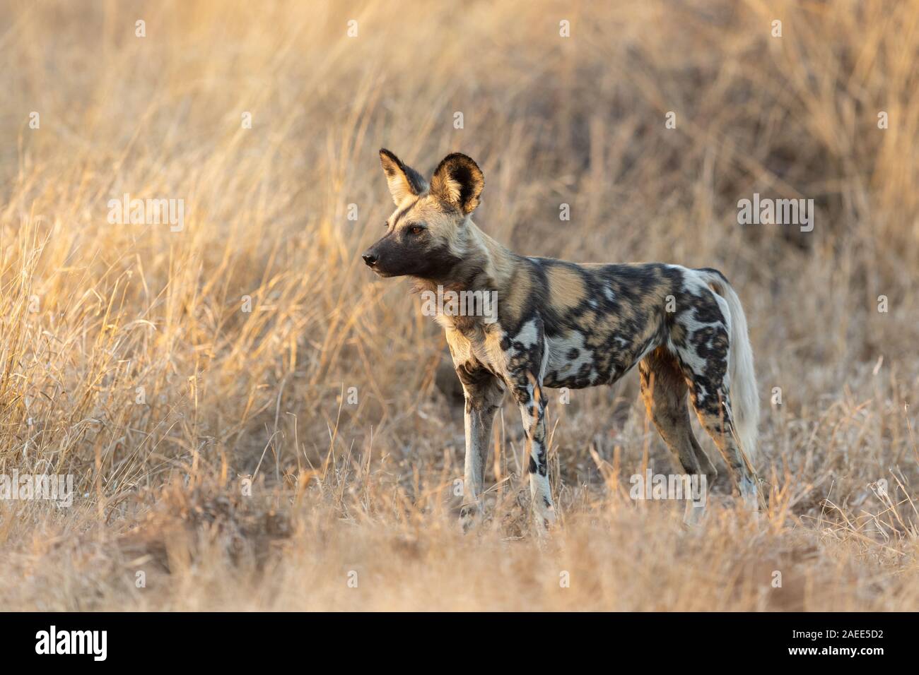 African or Cape Hunting Dog, Kruger Park, South Africa Stock Photo