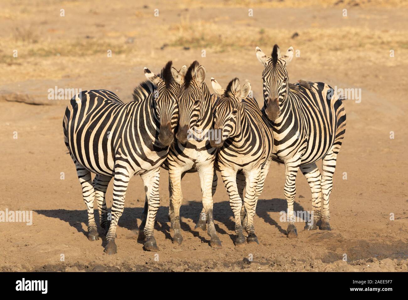 Four zebras standing close together on dry soil in Kruger Park in South Africa Stock Photo