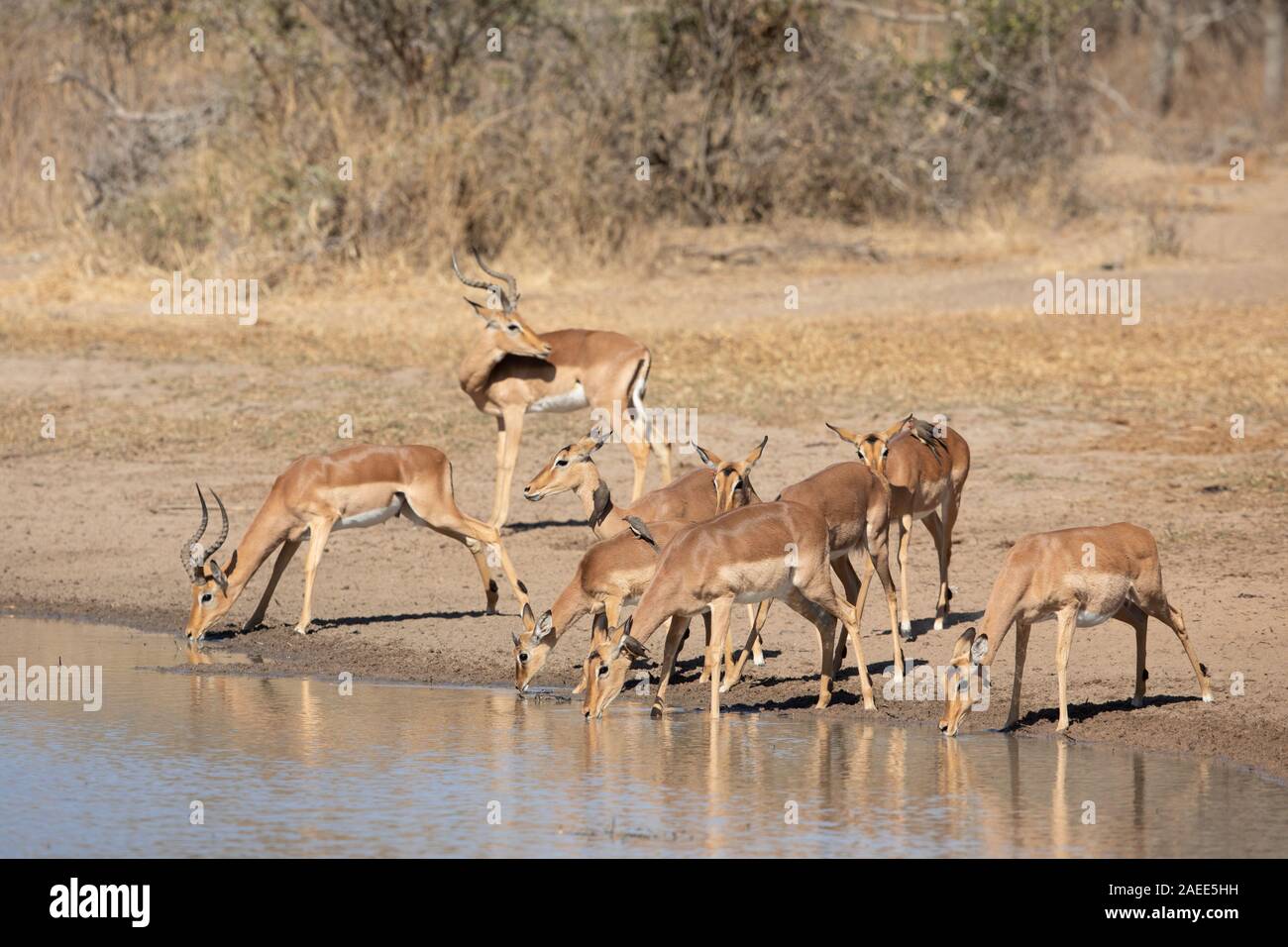 Herd of Impala, Kruger Park, South Africa Stock Photo