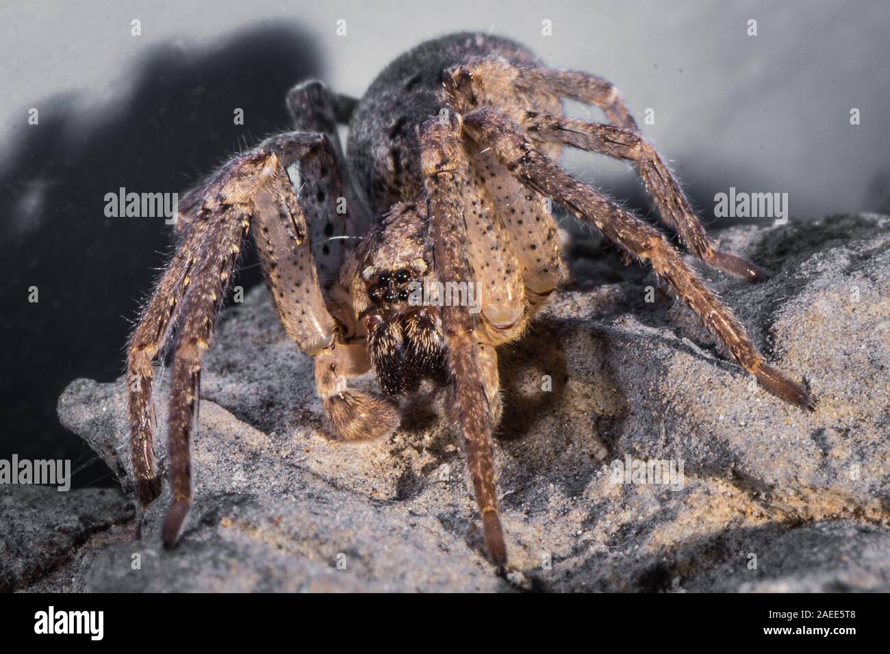 The spider species Tegenaria domestica, commonly known as the barn funnel weaver in North