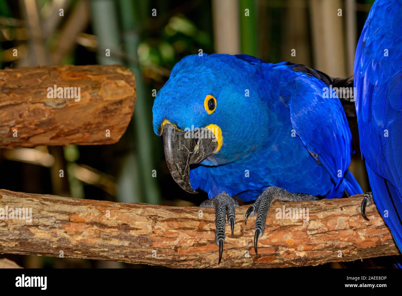 Hyacinth macaw (Anodorhynchus hyacinthinus), or hyacinthine macaw with vivid, deep blue feathers. Stock Photo