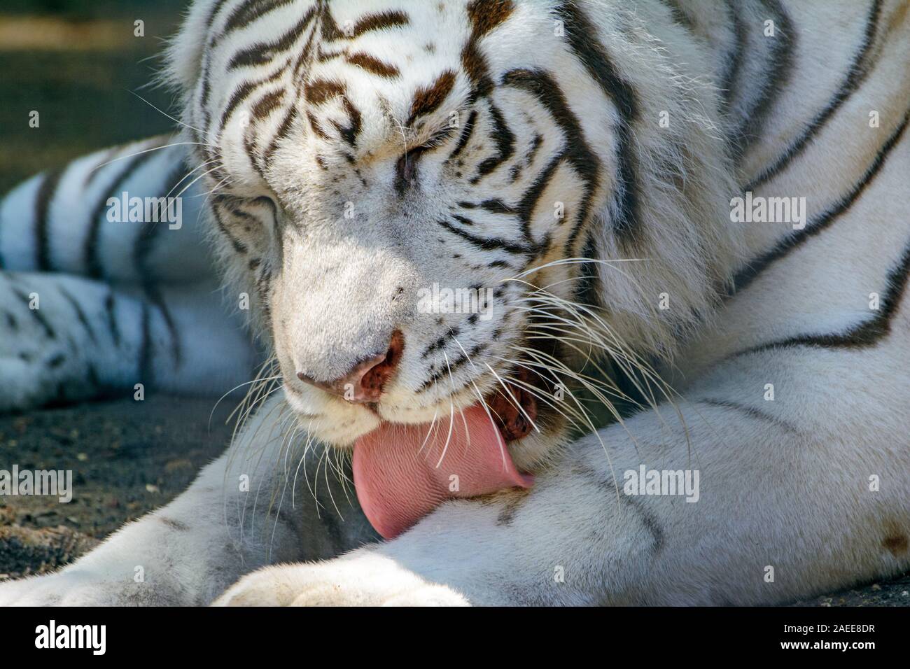 Panthera tigers hi-res stock photography and images - Alamy