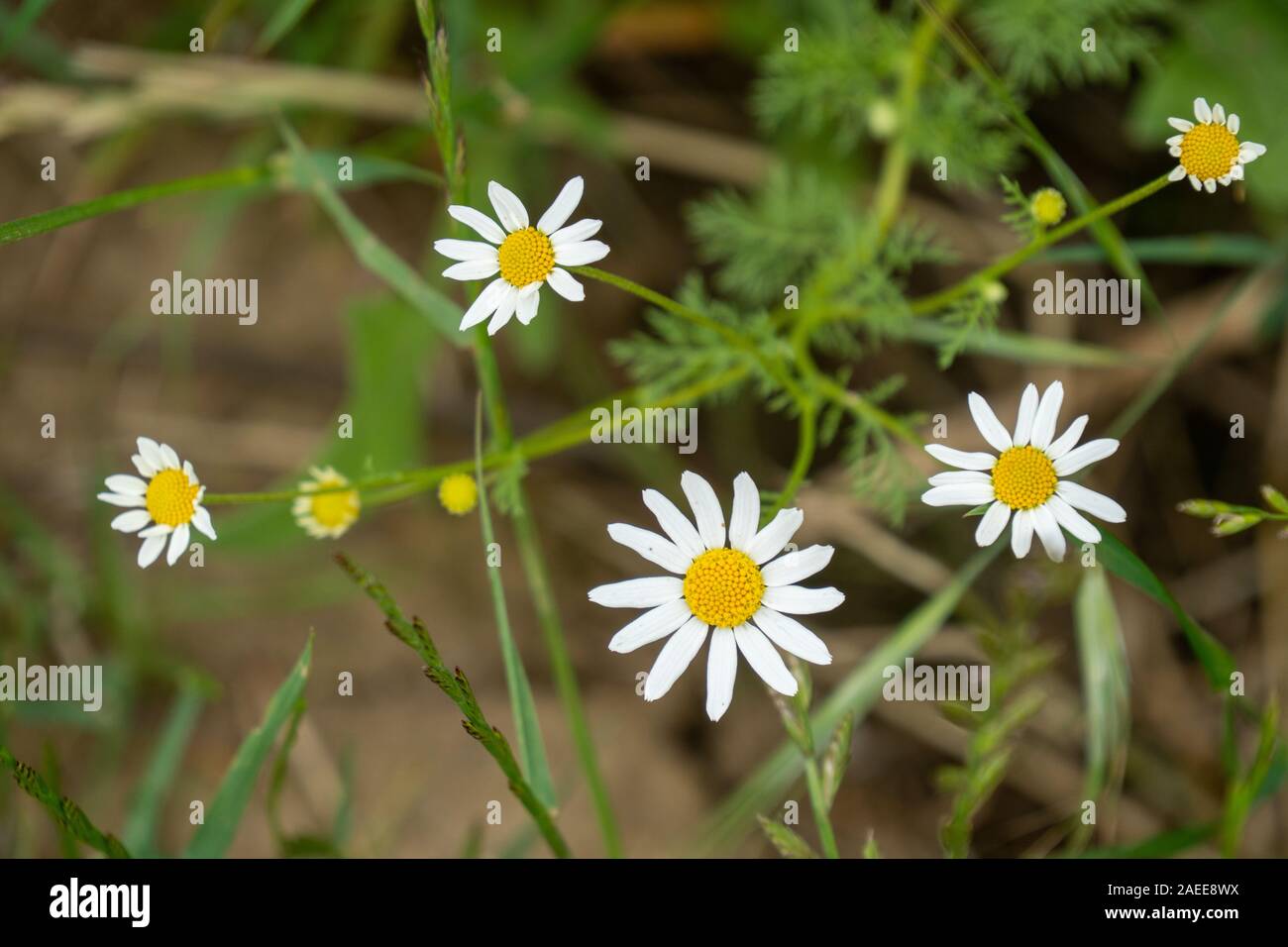White flowers with yellow center hi-res stock photography and images ...