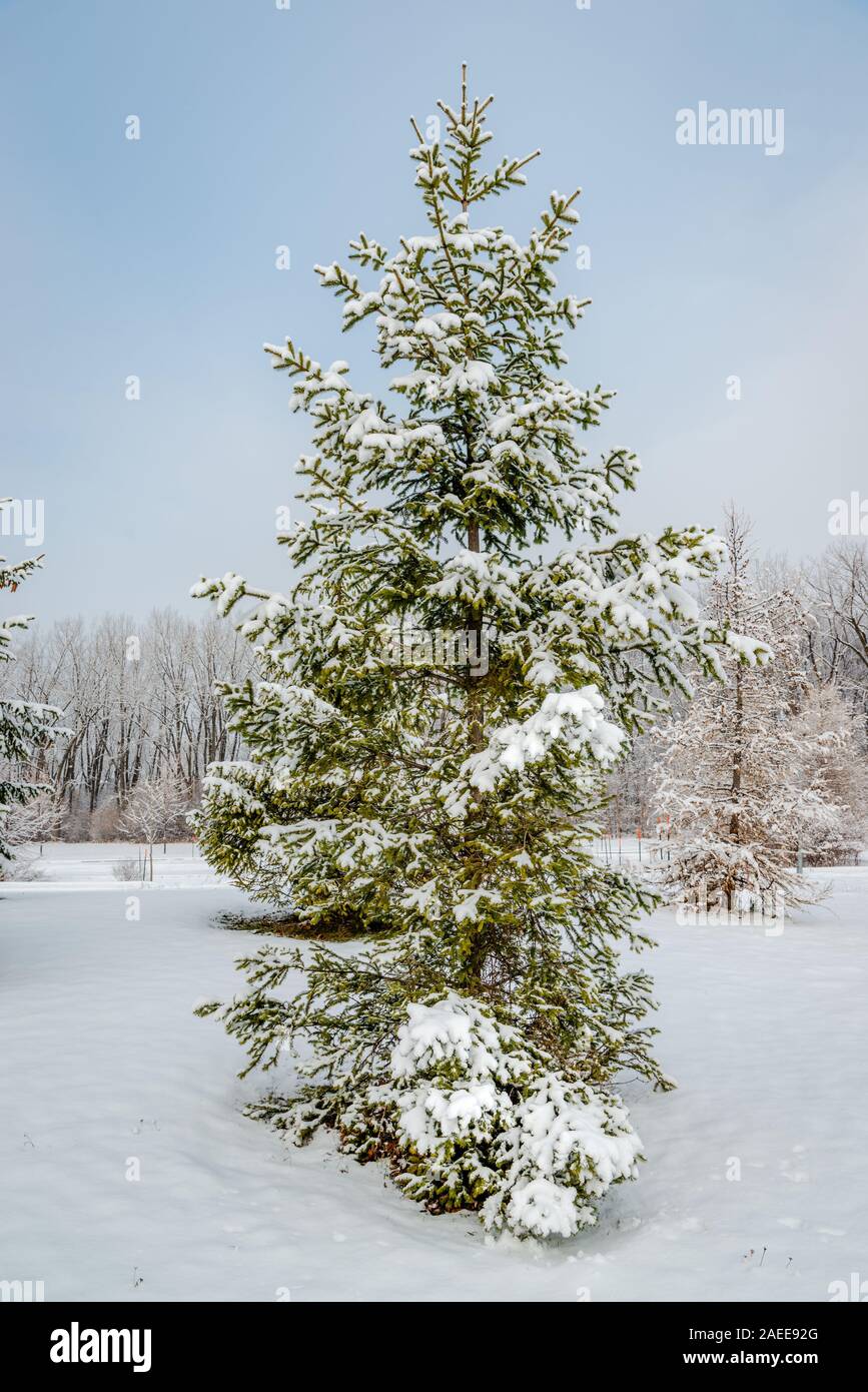 First snowfall trees hi-res stock photography and images - Alamy