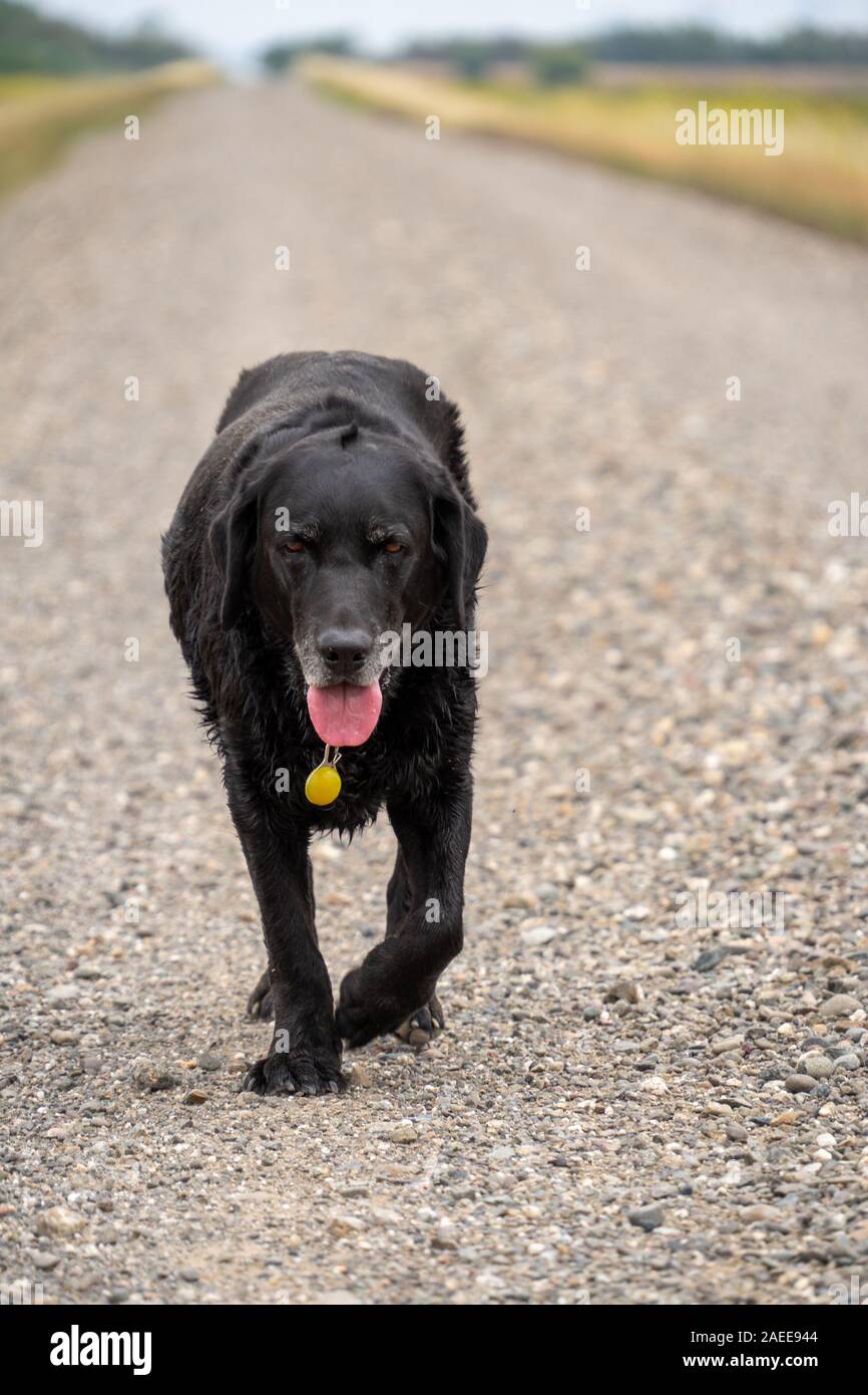 Why Do Dogs Walk Slowly