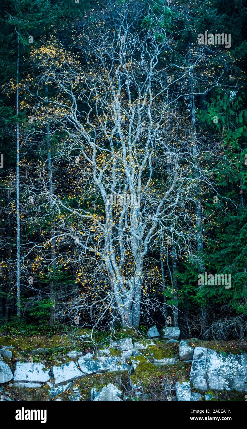 "Spirit Tree" - Fine Art Limited Edition prints are available. This was a tree on Wallace Island in the Gulf Islands of British Columbia, Canada. We c Stock Photo