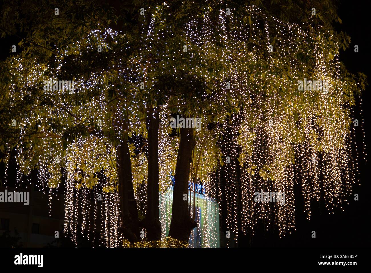 Decorative outdoor string lights hanging on tree in the garden at