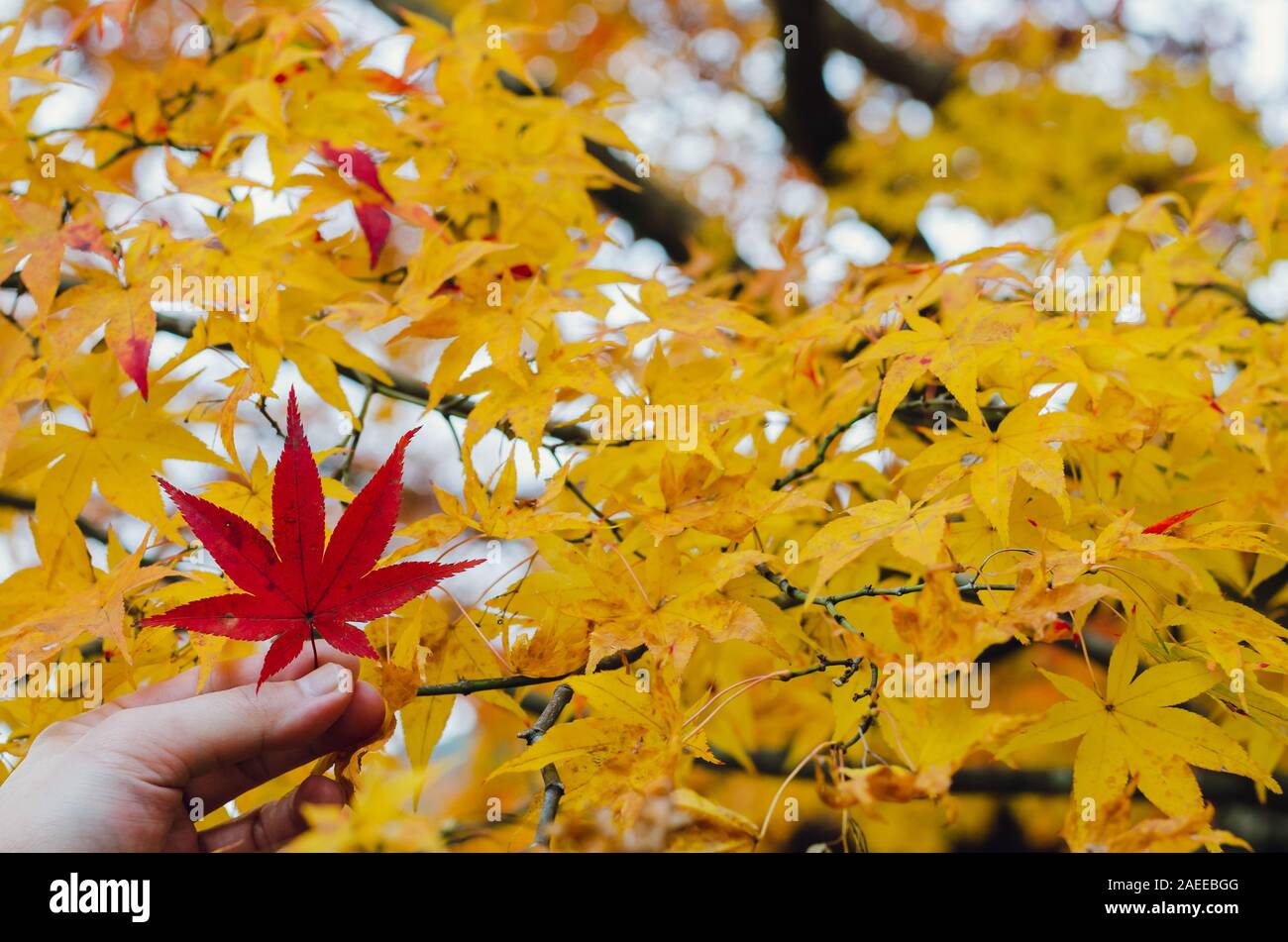 Hand holding fallen maple leaf hi-res stock photography and images - Alamy