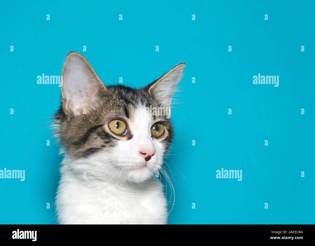Close up portrait of an adorable white and gray tabby kitten looking to viewers right. Turquoise teal background with copy space. Stock Photo