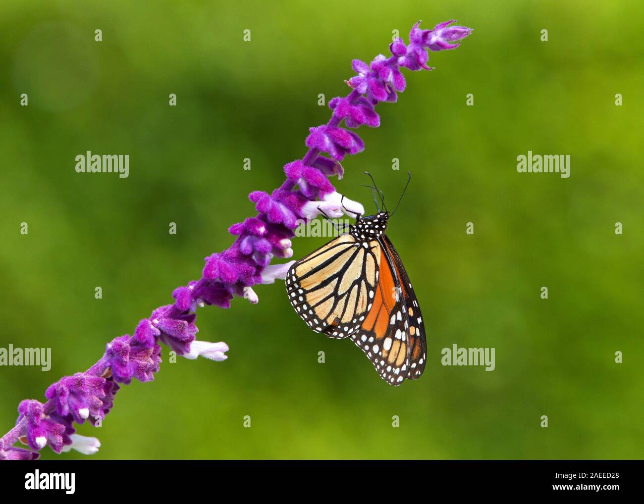 Close up one Monarch butterfly drinking nectar from purple Mexican Sage flowers, shallow depth