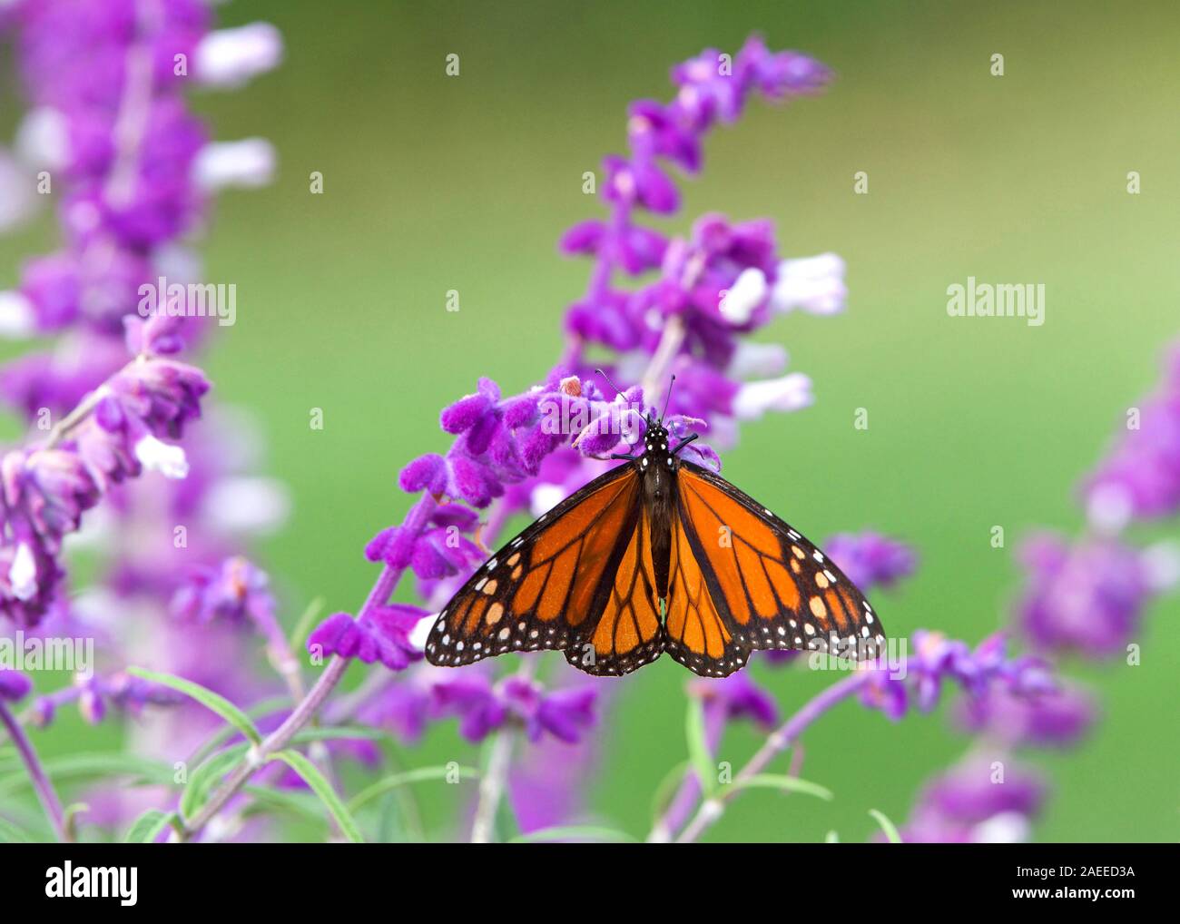 Close up one Monarch butterfly drinking nectar from purple Mexican Sage