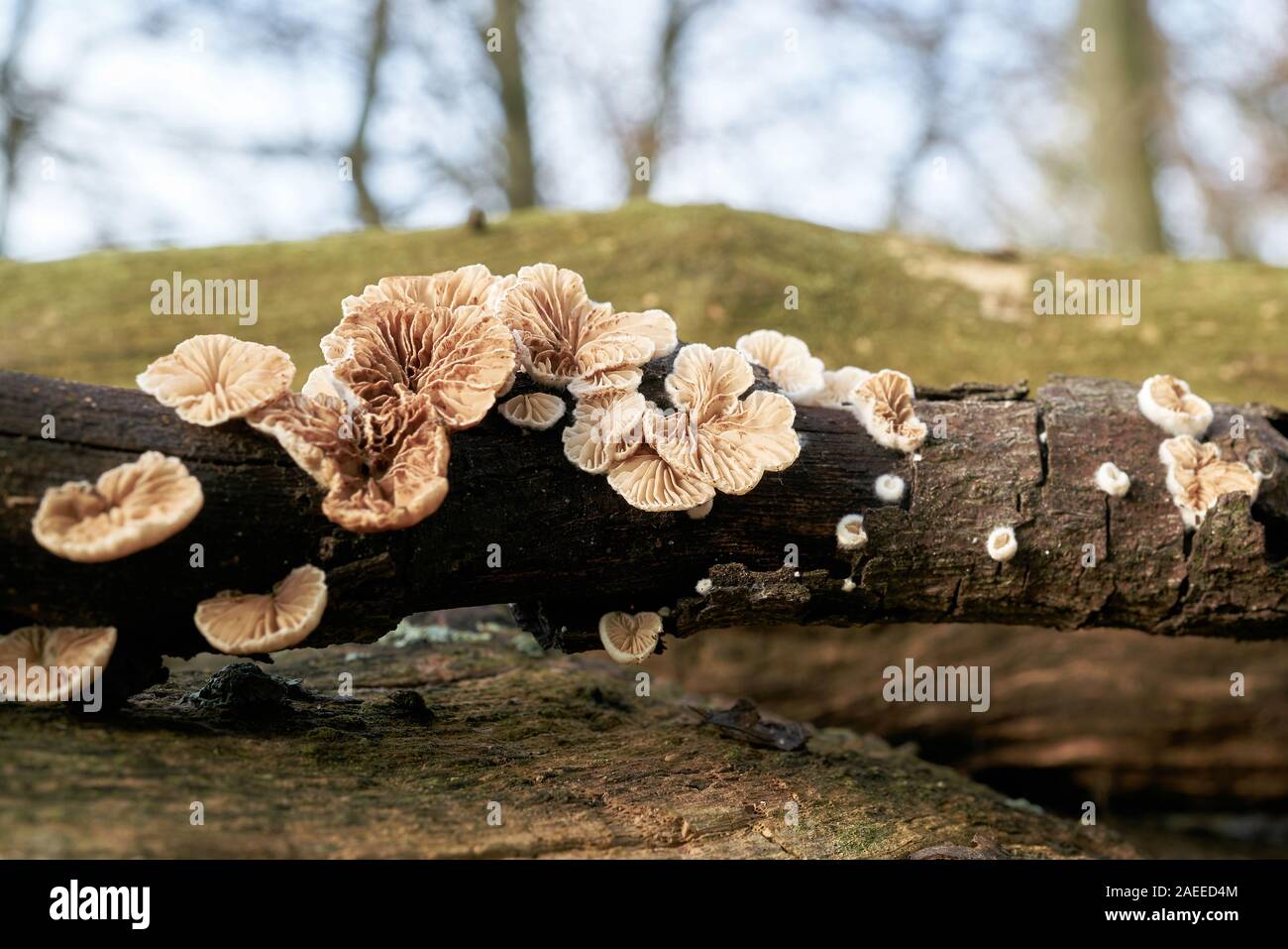 split gill fungus (Schizophyllum commune) on a dead tree trunk in the forest Stock Photo