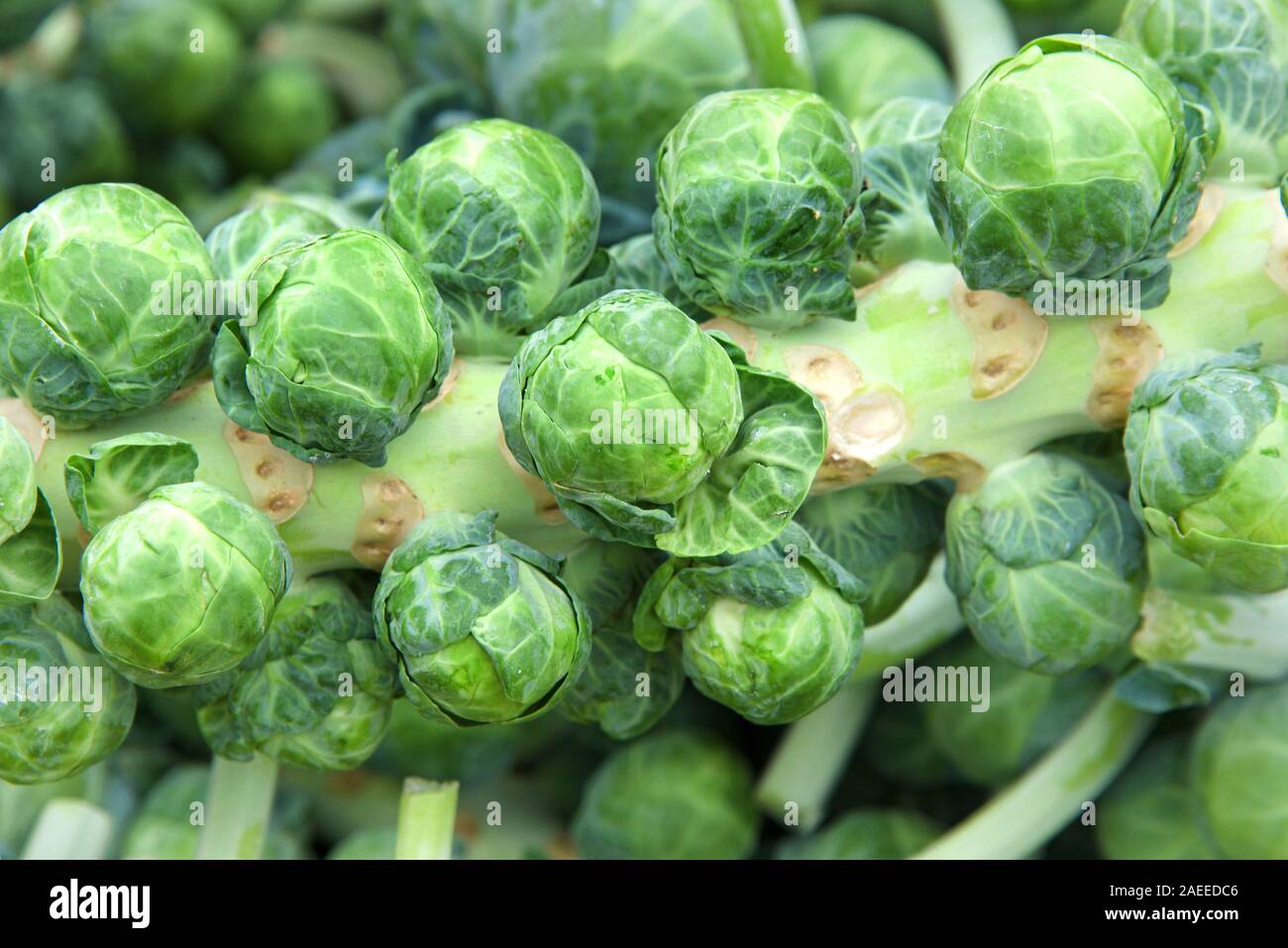 Close up on pile of brussel sprouts still on the stalk, freshly picked from  the field. Brussels sprouts are in the same species as broccoli, cabbage  Stock Photo - Alamy