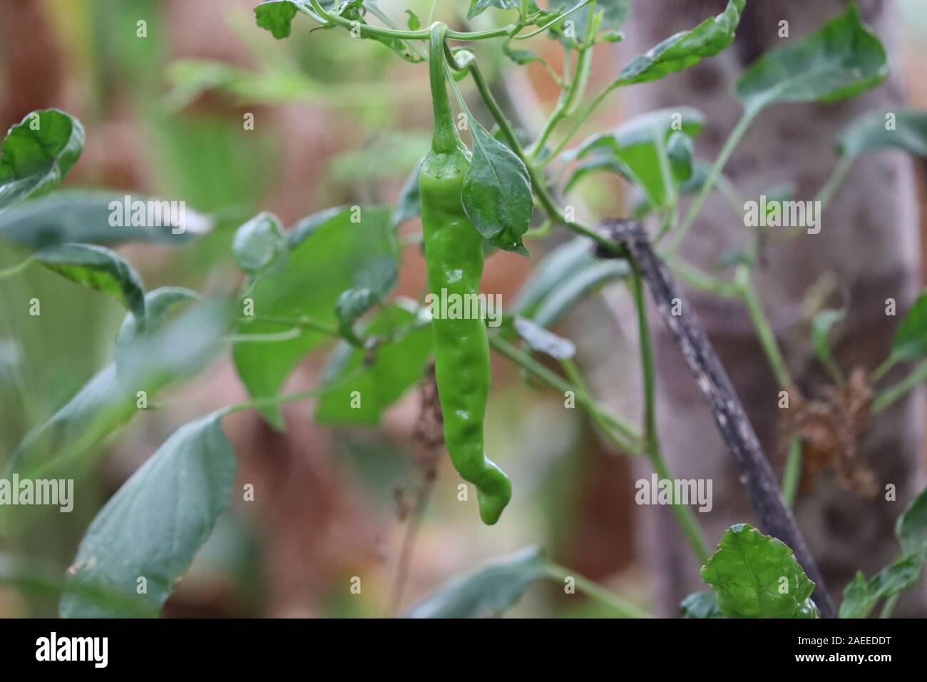 green chilies growing in a vegetable garden.close up of green chili