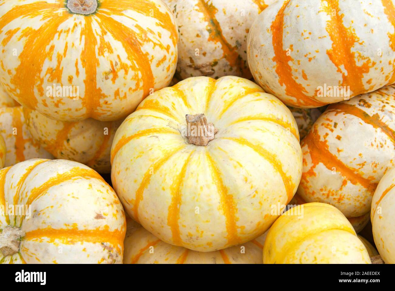 Close up on pile of Hooligan Pumpkins freshly picked from the field. Hooligan Pumpkins are a small bicolored hybrid with orange and white mottled colo Stock Photo