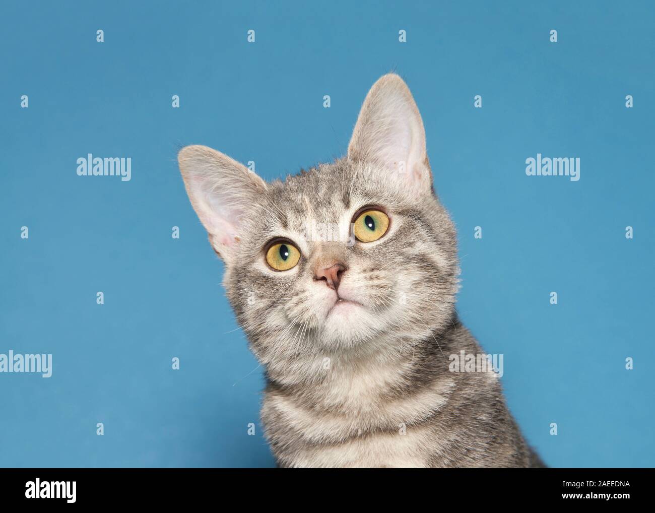 Portrait of an adorable gray tabby kitten looking slightly up and to viewers left with head tilted sideways. Blue background with copy space. Stock Photo