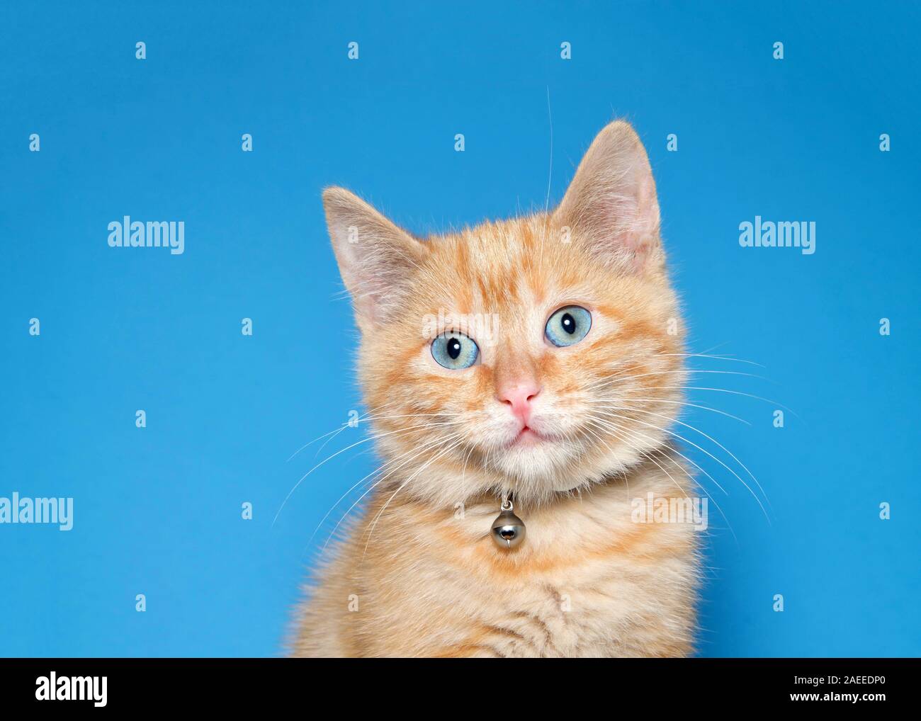 Portrait of an adorable fluffy orange ginger tabby kitten wearing a