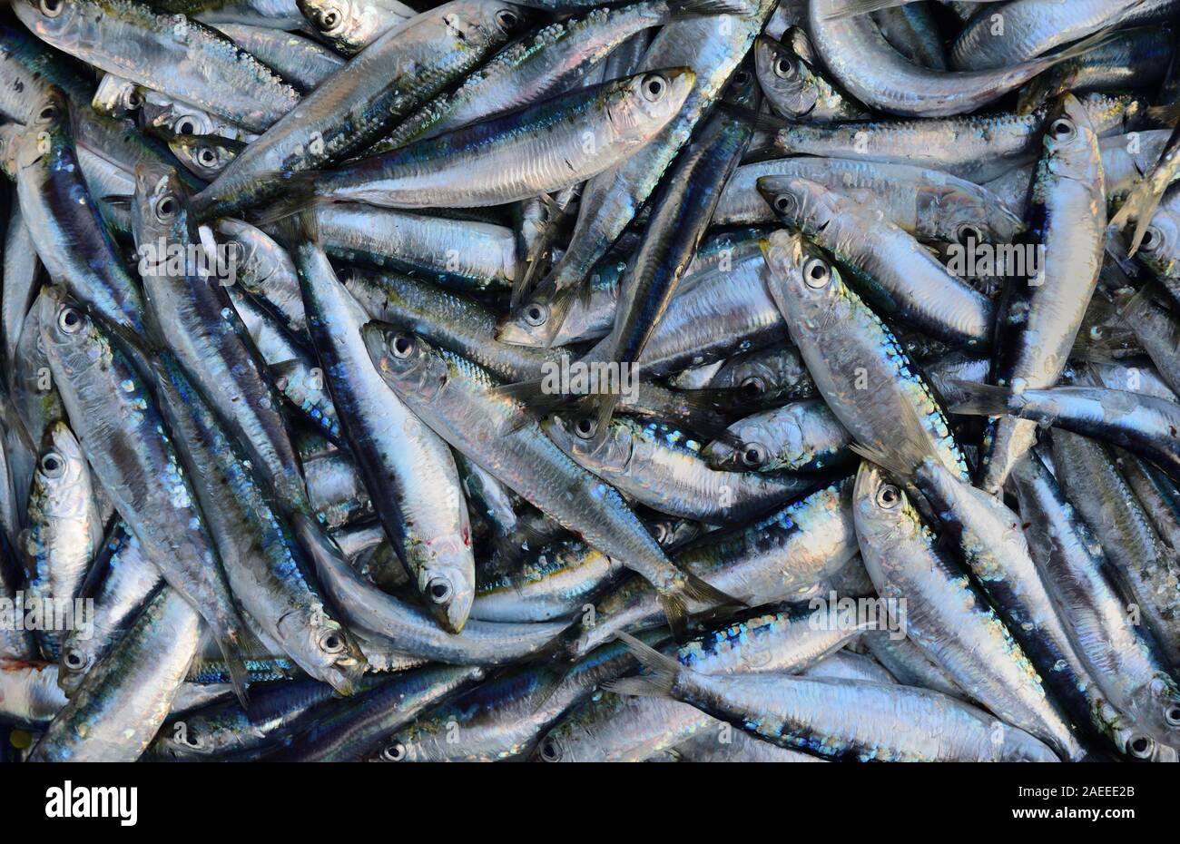 Shoal of sardines hires stock photography and images Alamy