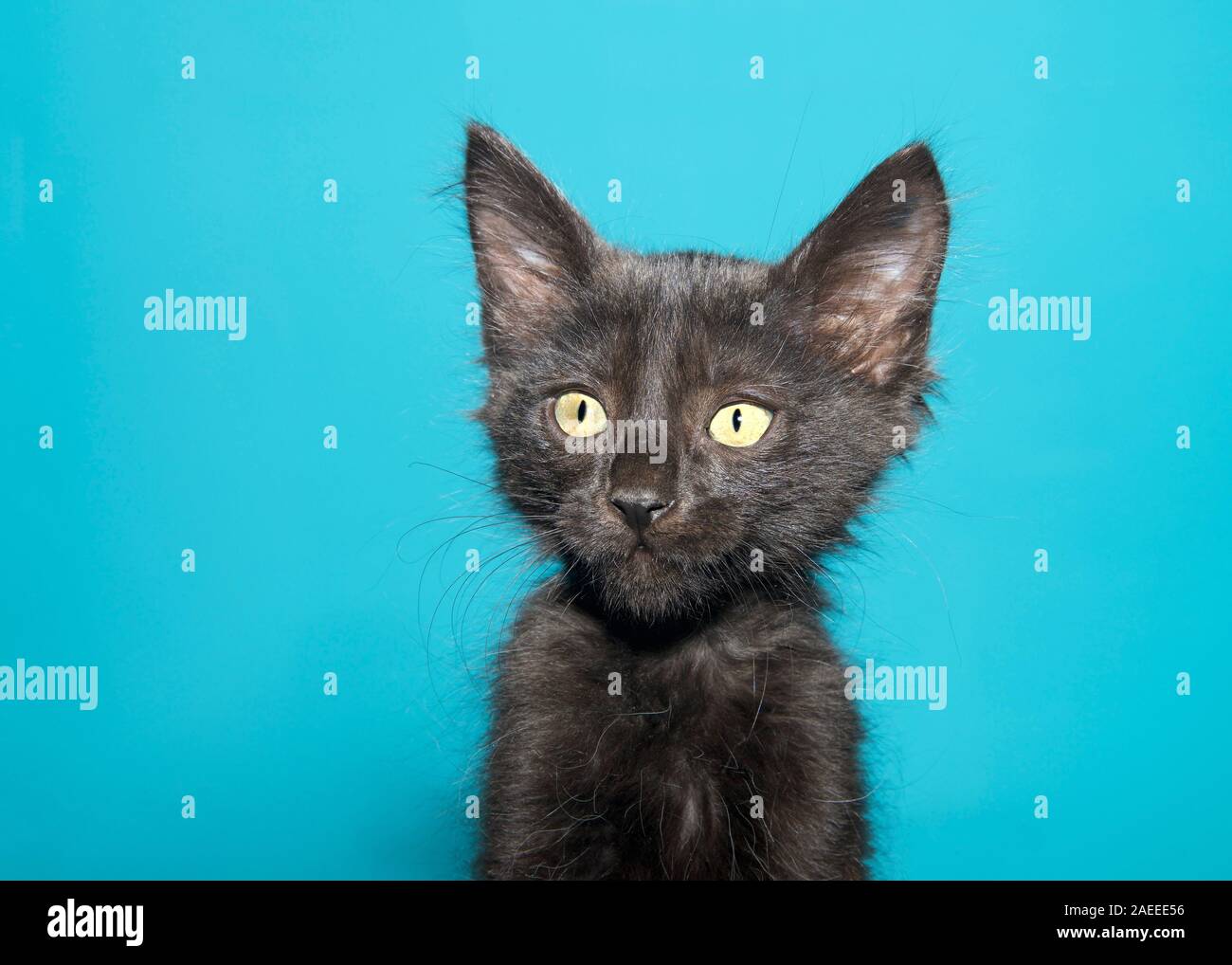 3,434 Fluffy Black Kitten Stock Photos, High-Res Pictures, and