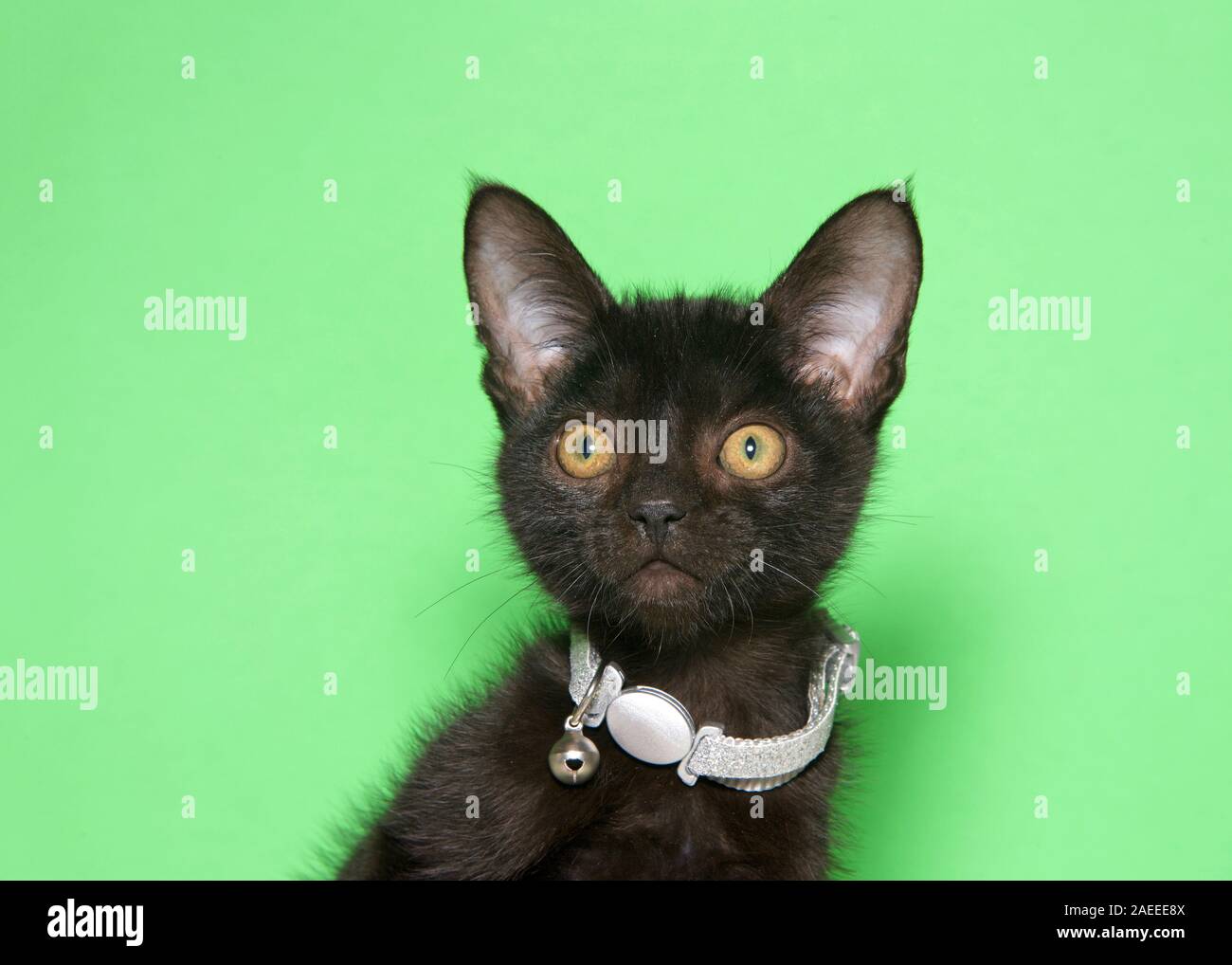Portrait of an adorable tiny black kitten wearing a bright sparkling silver  collar, too large for his neck, with a bell on it, looking directly at vi  Stock Photo - Alamy