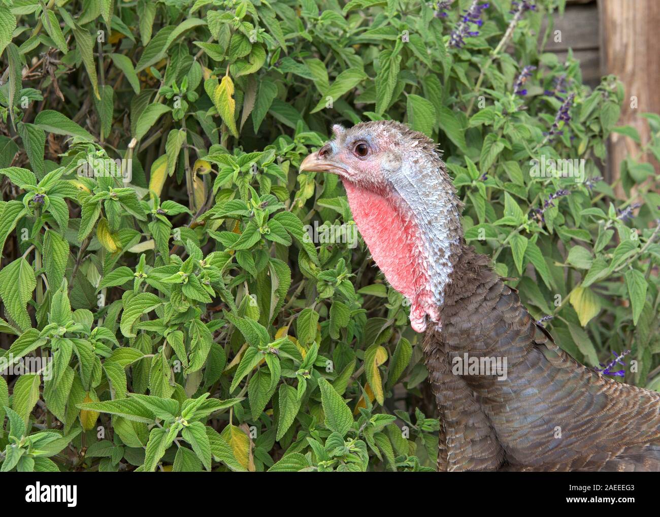 One turkey hen, old and tattered, eating seeds from a flower bush on a